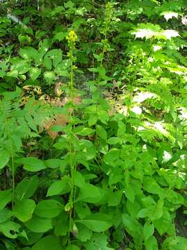 Image of stout goldenrod