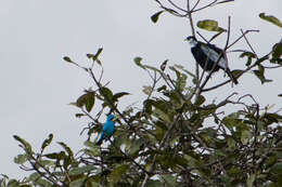 Image of Plum-throated Cotinga