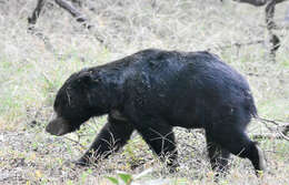 صورة Melursus ursinus ursinus (Shaw 1791)