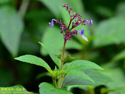 Слика од Plectranthus kanneliyensis (L. H. Cramer & S. Balas.) R. H. Willemse