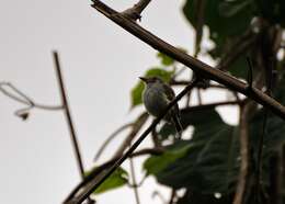 Image of White-bellied Pygmy Tyrant