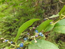 Image of Gaultheria fragrantissima Wall.