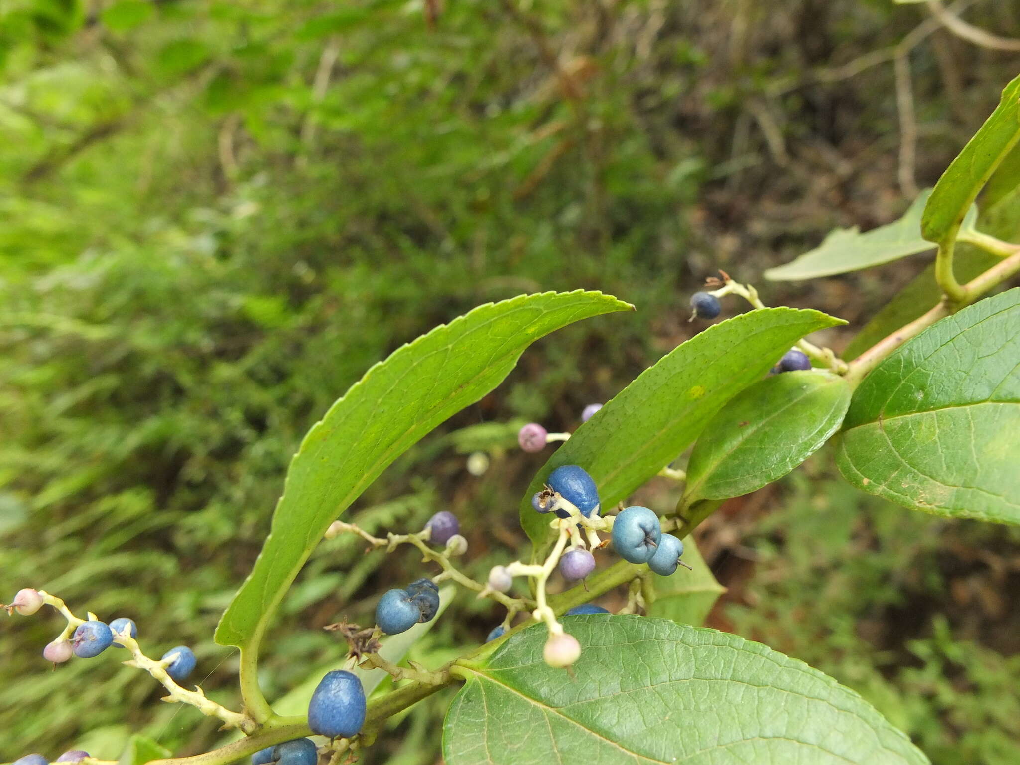 Imagem de Gaultheria fragrantissima Wall.