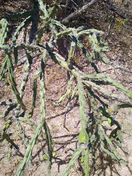 Imagem de Cylindropuntia thurberi subsp. thurberi