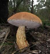 Image of Austroboletus lacunosus (Kuntze) T. W. May & A. E. Wood 1995