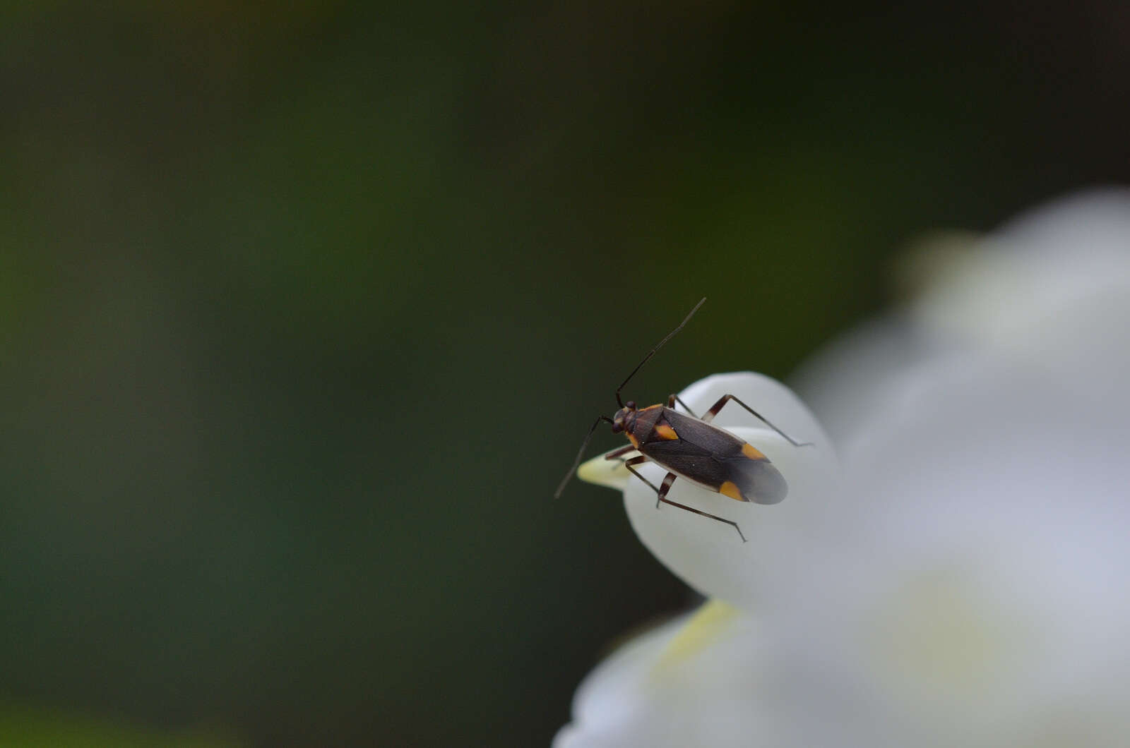 Image of Capsodes flavomarginatus (Donovan 1798)