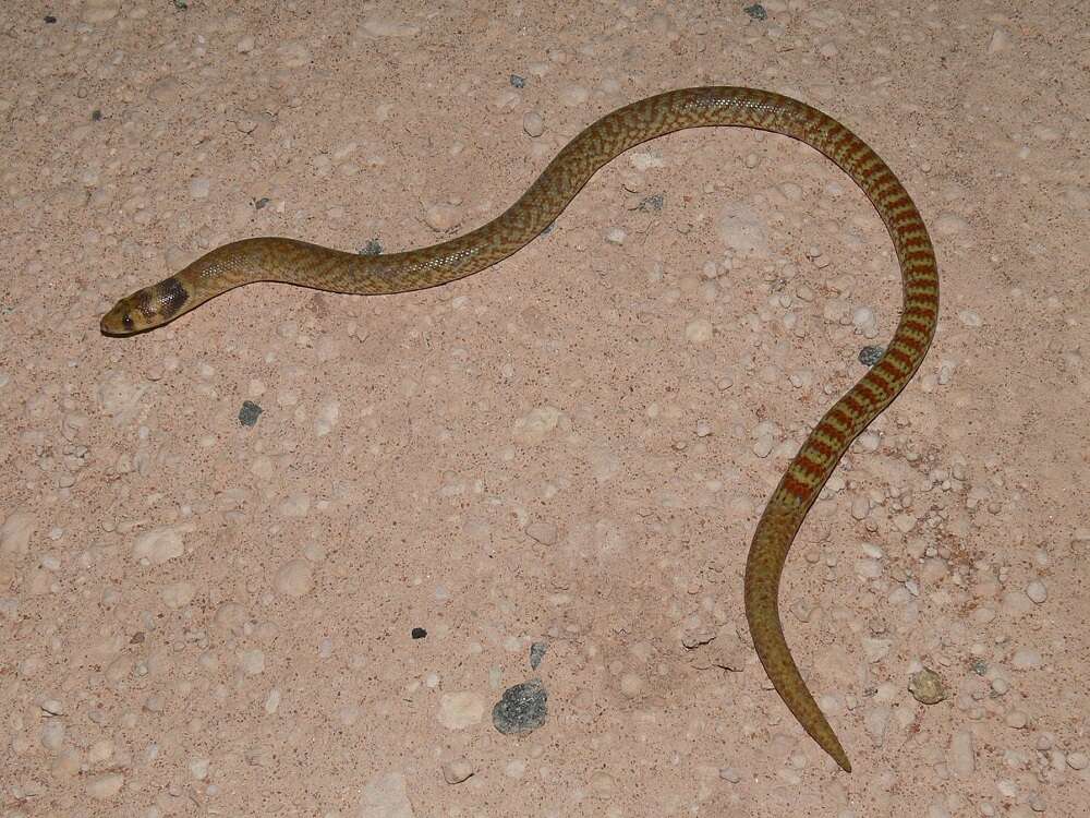 Image of Western hooded scaly-foot