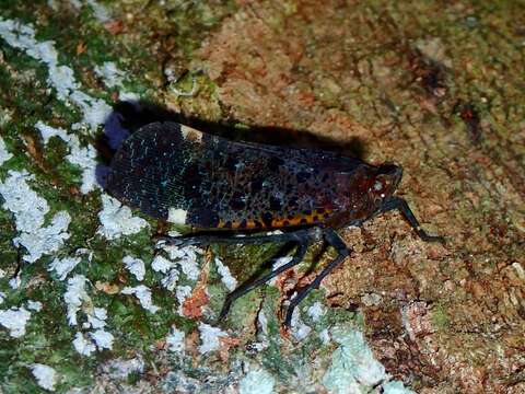 Image of Penthicodes (Ereosoma) quadrimaculata Lallemand 1963