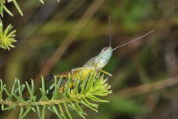 Image de Staurorhectus longicornis Giglio-Tos 1897