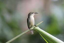 Image of Bates's Sunbird