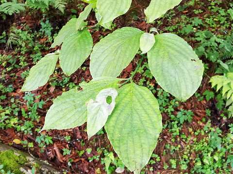 Image of Magic Dogwood