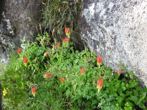 Слика од Aquilegia skinneri Hook.