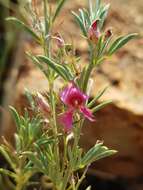 Indigofera hilaris Eckl. & Zeyh.的圖片