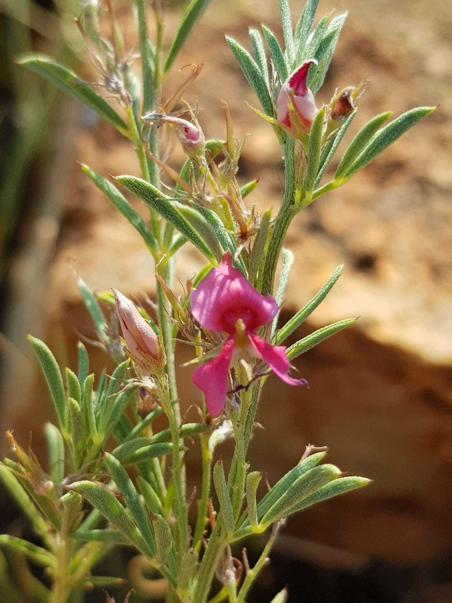 Indigofera hilaris Eckl. & Zeyh.的圖片