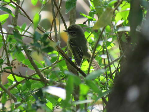 Phylloscartes ventralis (Temminck 1824)的圖片