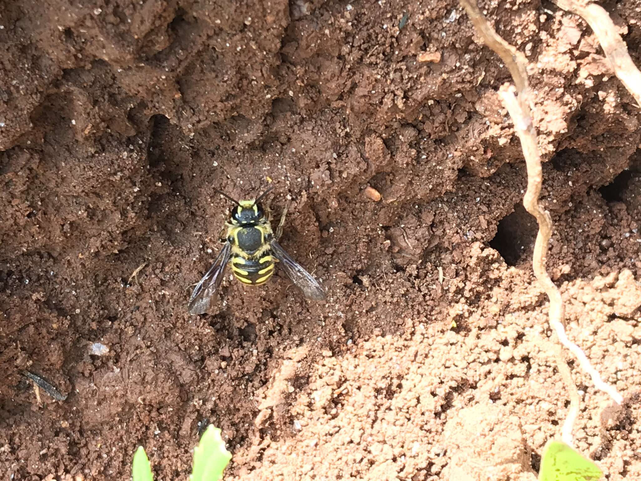 Image of Paranthidium gabbii (Cresson 1878)