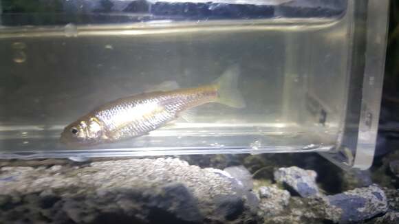 Image of Fathead Minnow