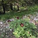 Sivun Paeonia parnassica D. B. Tzanoudakis kuva