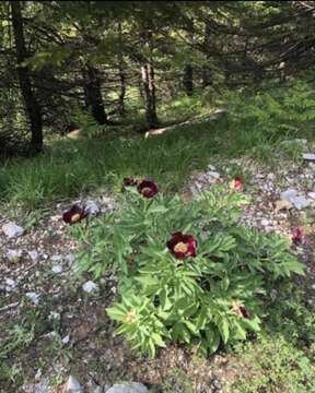 Sivun Paeonia parnassica D. B. Tzanoudakis kuva