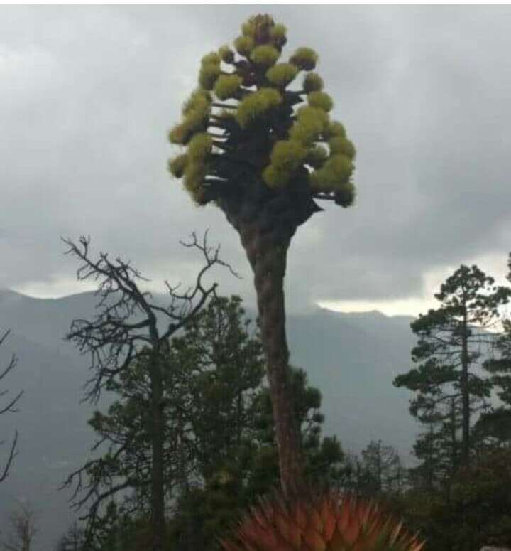 Image de Agave montana Villarreal