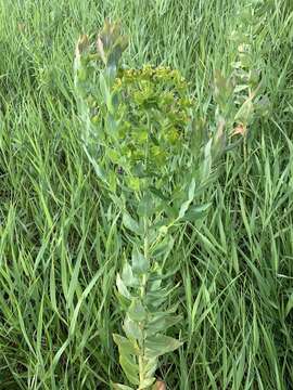 Sivun Euphorbia lucida Waldst. & Kit. kuva