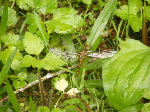 Image of <i>Sympetrum speciosum taiwanum</i> Asahina 1951