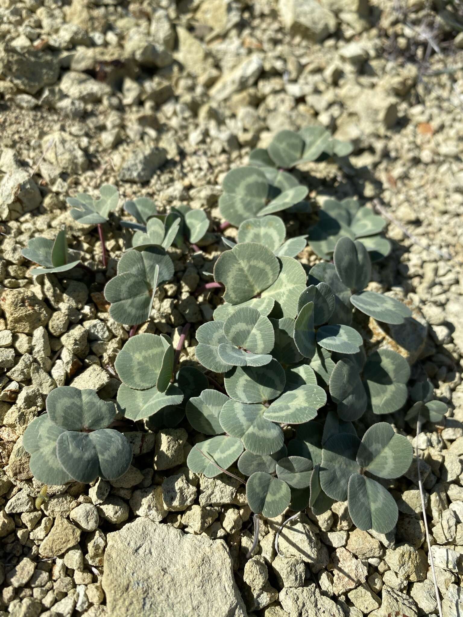 Image of Owyhee clover