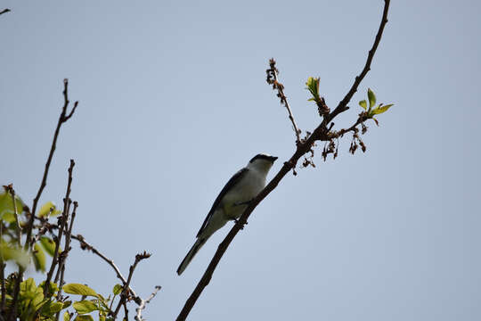 Image of Ashy Minivet