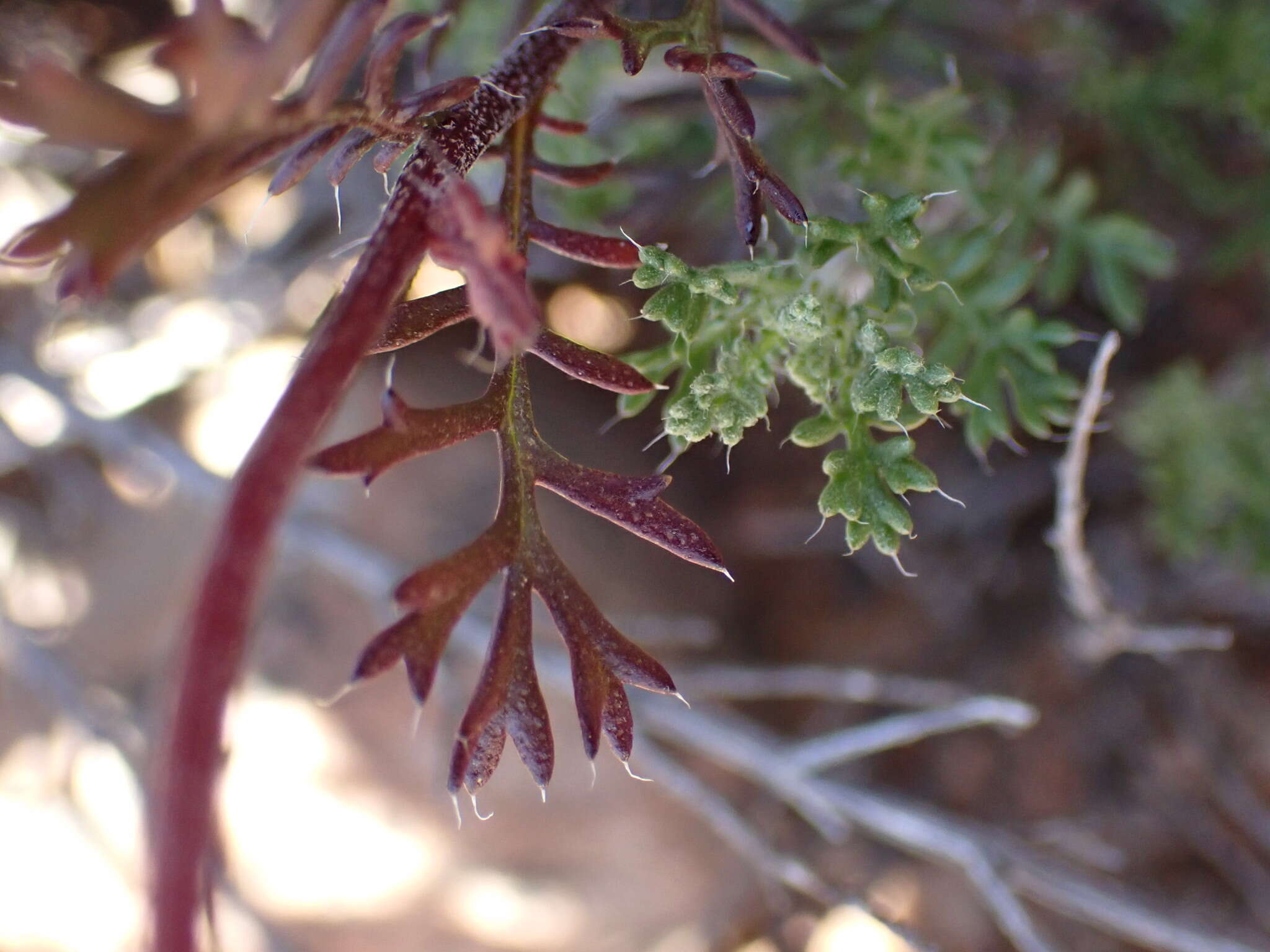 Ursinia pilifera (Berg.) Gaertn. resmi