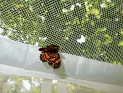 Image of Silvery Checkerspot