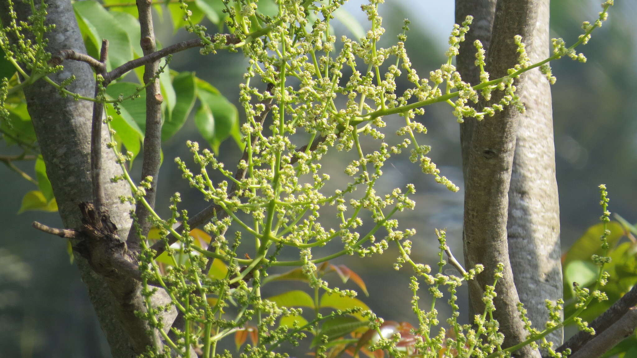 Image de Spondias pinnata (L. fil.) Kurz