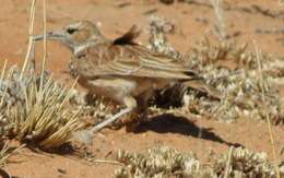 Imagem de Chersomanes albofasciata kalahariae (Ogilvie-Grant 1912)