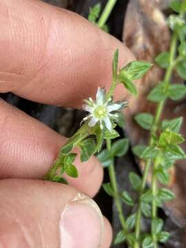 Orianthera serpyllifolia (R. Br.) C. S. P. Foster & B. J. Conn的圖片