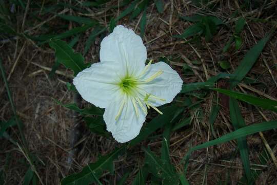 <i>Oenothera centaurifolia</i> resmi