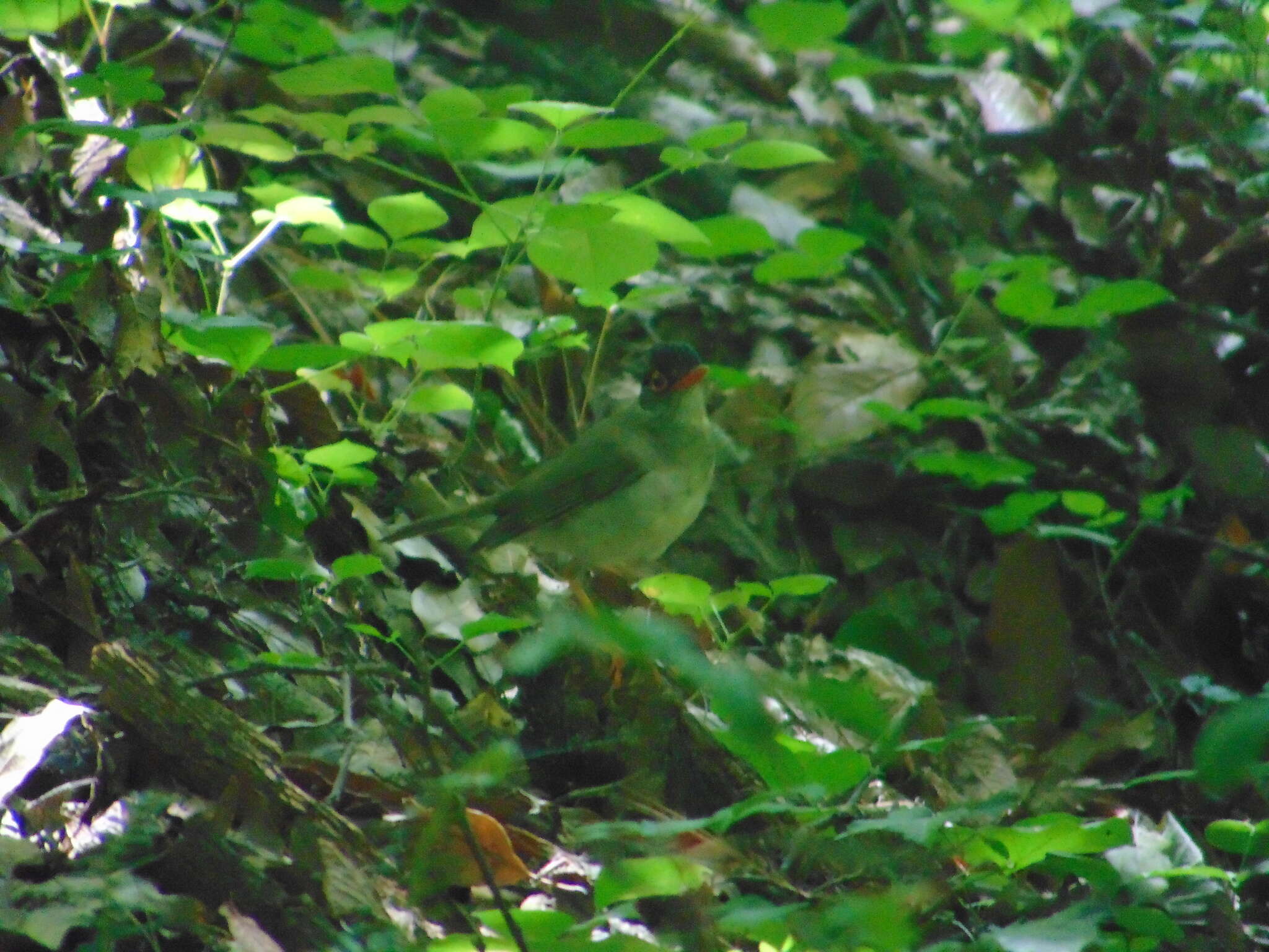 Image of Black-headed Nightingale-Thrush