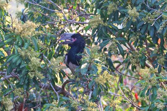 Image of Trumpeter Hornbill