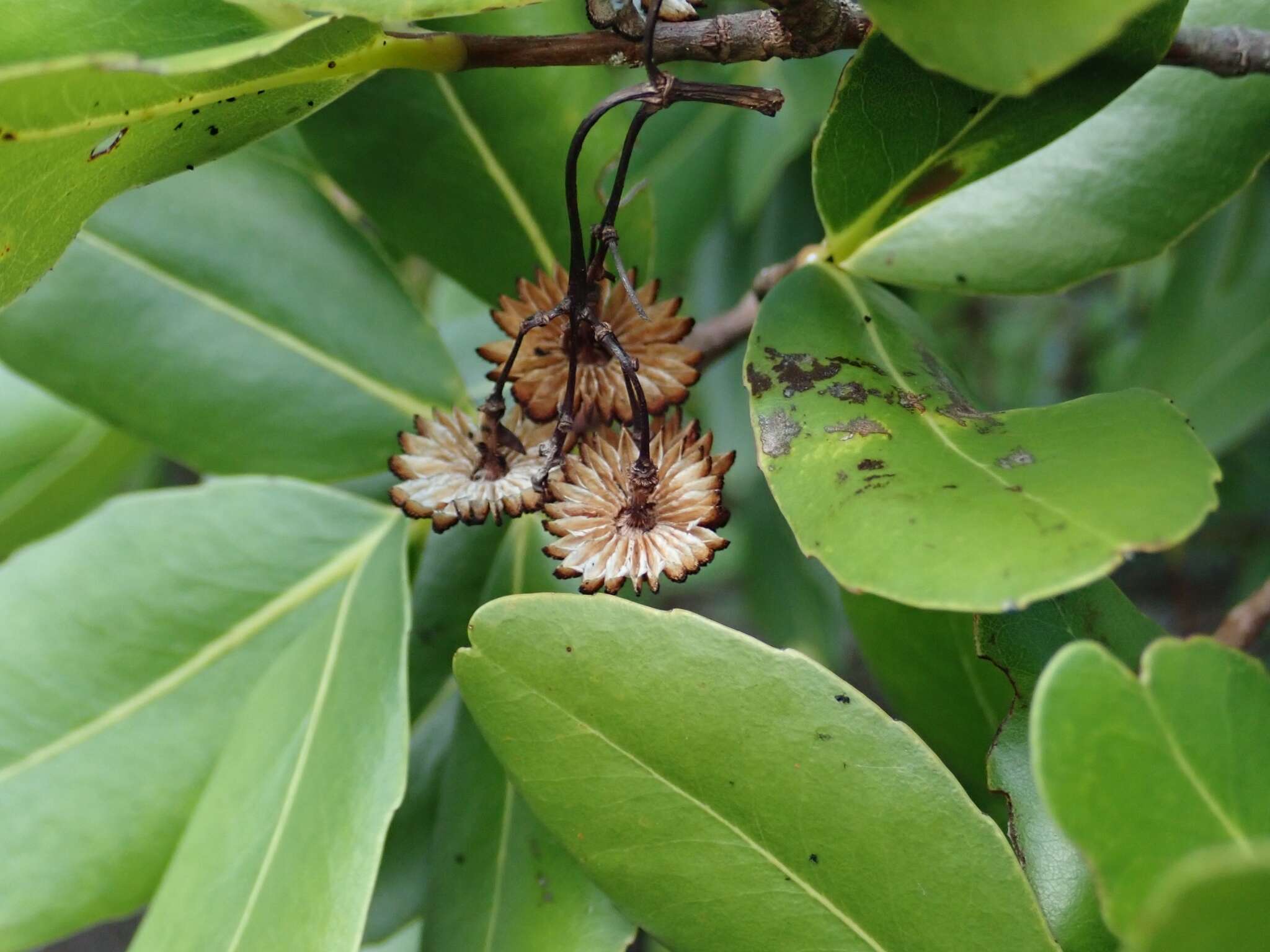 Слика од Medusagyne oppositifolia Baker