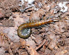 Image of Cormocephalus esulcatus Pocock 1901