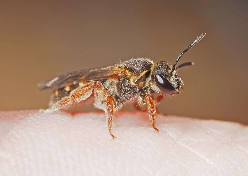 Image of Lasioglossum bicingulatum (Smith 1853)