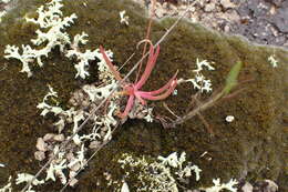 Image of prairie fameflower