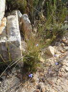 Image of Buck's horn lobelia