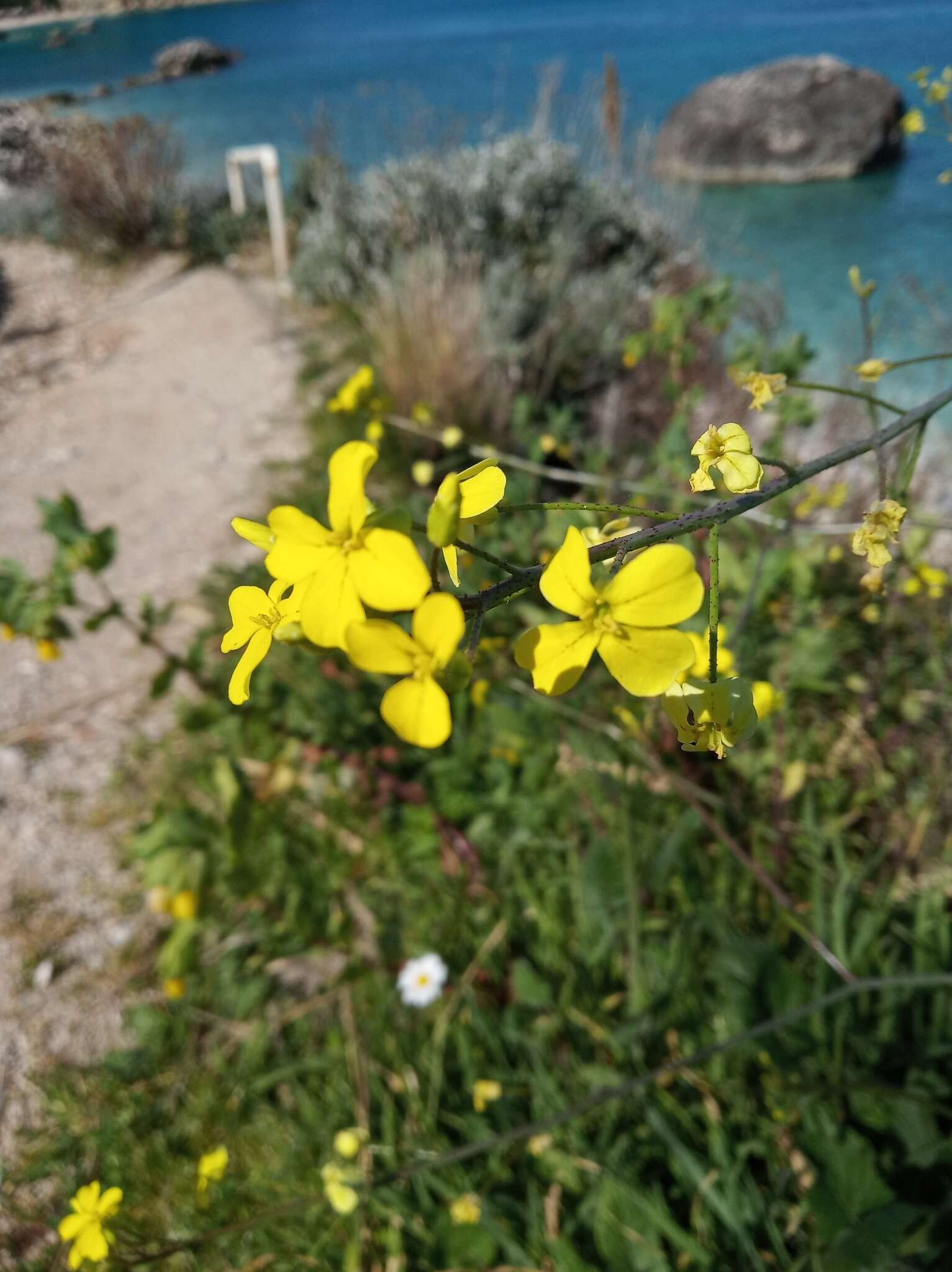 Image of crested wartycabbage