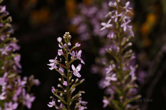 Image of Stylidium confluens B. J. Banyard & S. H. James