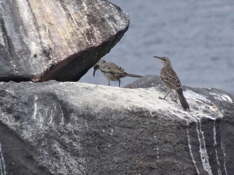 Image of Espanola Mockingbird