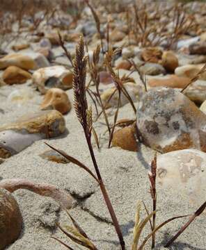 Imagem de Catapodium marinum (L.) C. E. Hubb.