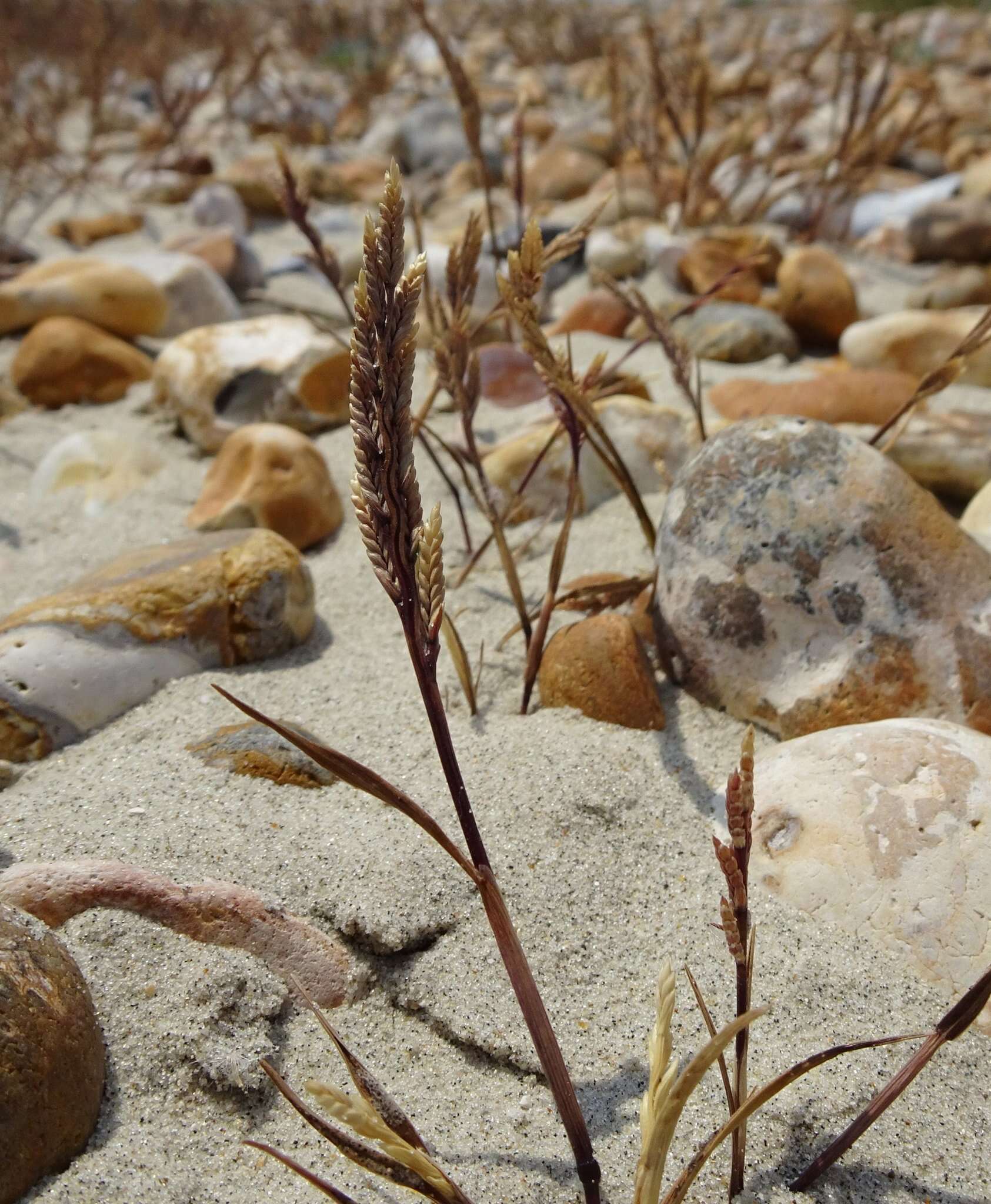 Слика од Catapodium marinum (L.) C. E. Hubb.