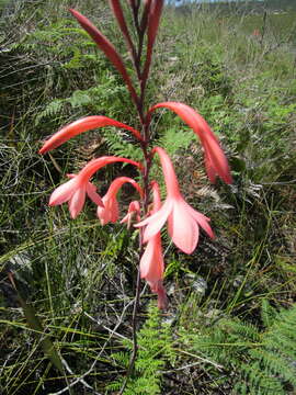 Слика од Watsonia fourcadei J. W. Mathews & L. Bolus