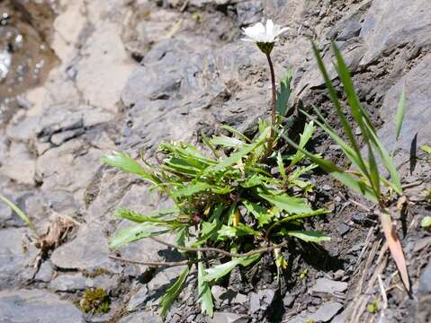 Image of Leucanthemum halleri (Suter) Polatschek