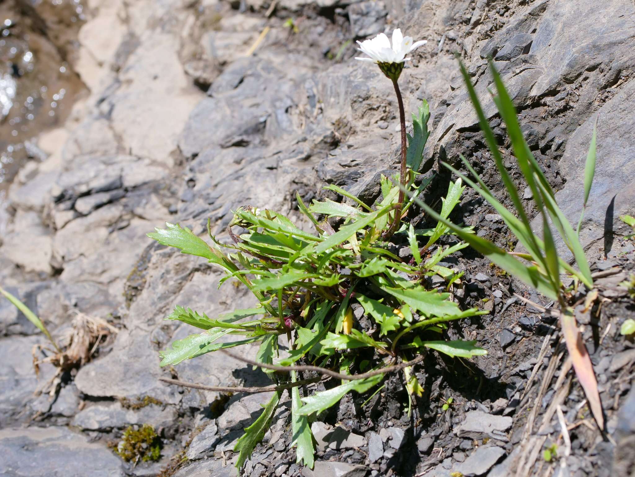 Слика од Leucanthemum halleri (Suter) Polatschek