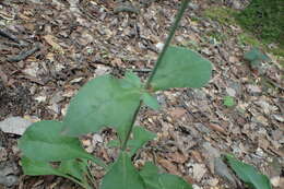 Image of Silene viridiflora L.